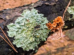 Flavoparmelia soredians