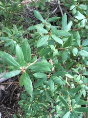 Chrysolepis sempervirens