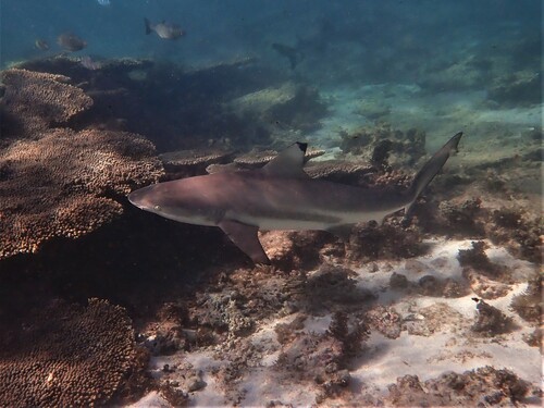 Blacktip Reef Shark