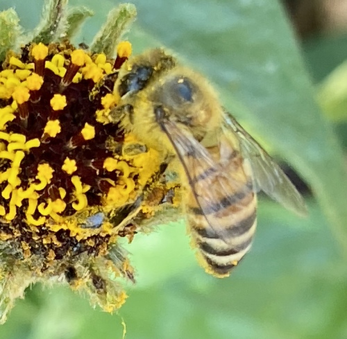 iNaturalist observation photo of Western Honey Bee