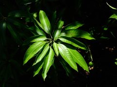 Mangifera