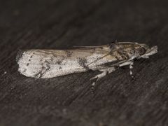 Laetilia dilatifasciella