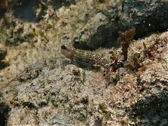 Ocular Blenny photo 1