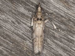 Laetilia dilatifasciella