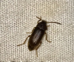 Hymenorus