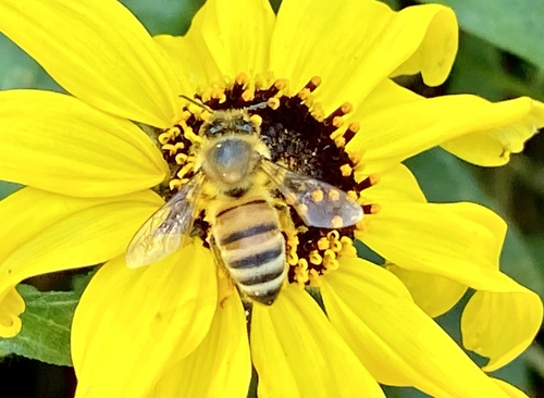 iNaturalist observation photo of Western Honey Bee