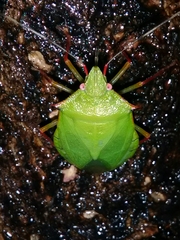 Chlorocoris distinctus