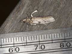 Laetilia dilatifasciella