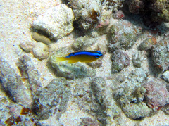 Chrysiptera leucopoma