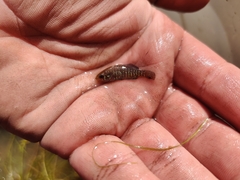 Bluebarred Pygmy Sunfish photo 4