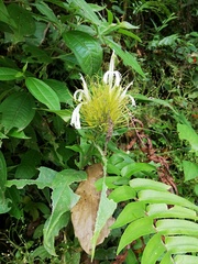 Justicia croceochlamys