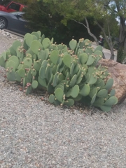 Opuntia