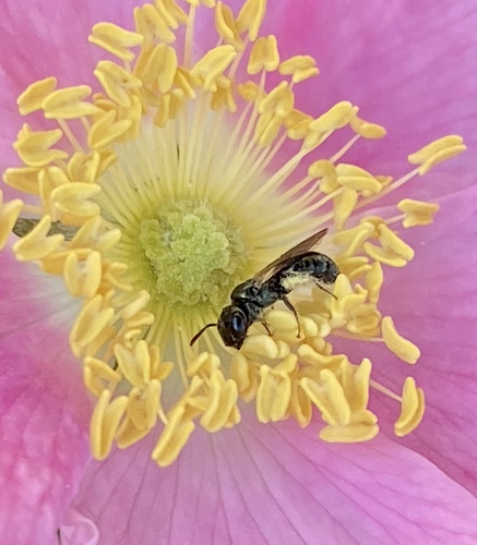 iNaturalist observation photo of Zadontomerus