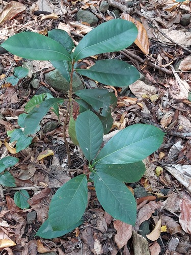 Palaquium formosanum