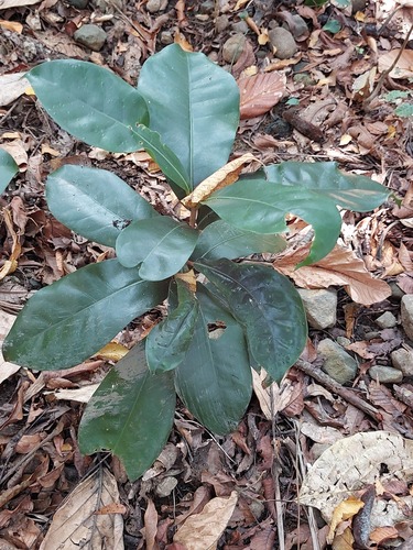 Palaquium formosanum