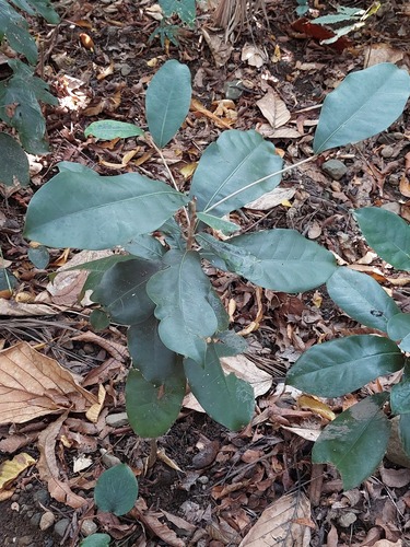 Palaquium formosanum