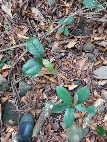Palaquium formosanum
