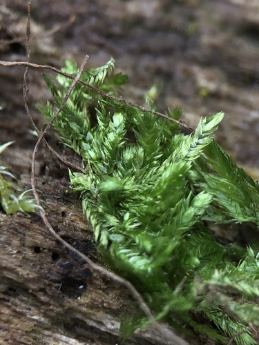 Taxiphyllum