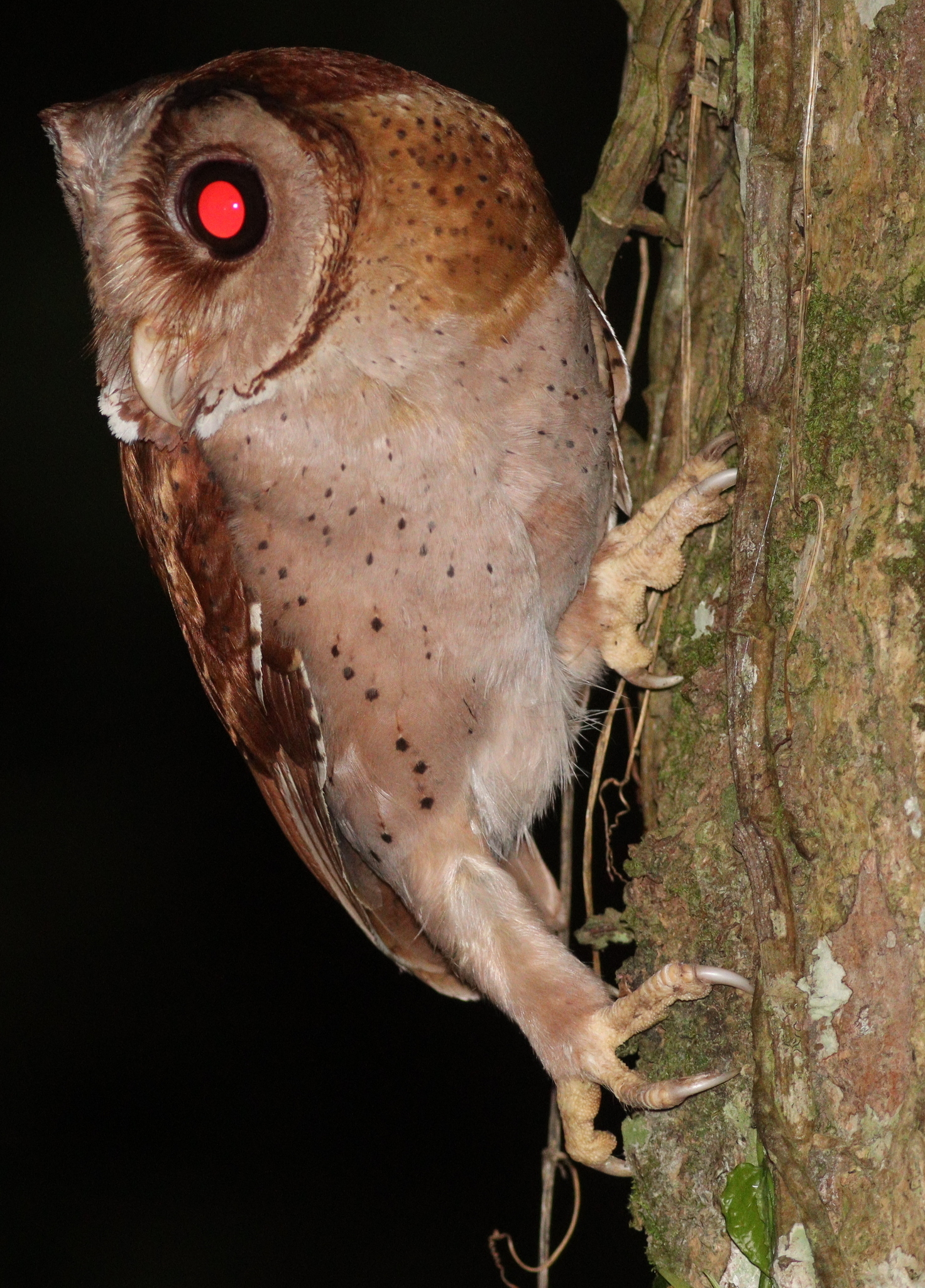 Oriental Bay Owl
