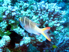 Monotaxis heterodon