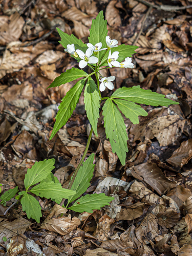 Image of Cardamine waldsteinii by (c) rainerburkard, some rights reserved (CC BY)