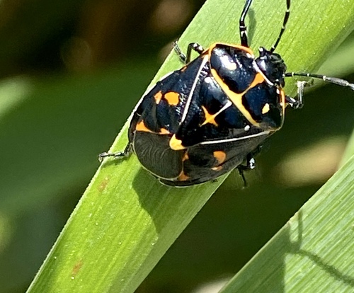 iNaturalist observation photo of Harlequin Bug
