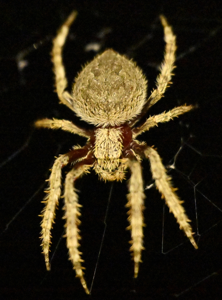 Hortophora biapicata from Monarto South SA 5254, Australia on April 23 ...