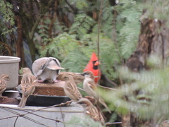 Cardinalis cardinalis