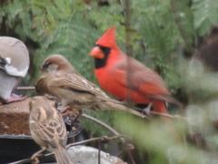Cardinalis cardinalis