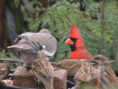 Cardinalis cardinalis