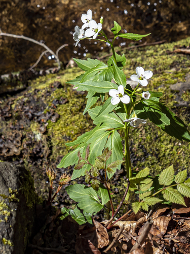 Image of Cardamine waldsteinii by (c) rainerburkard, some rights reserved (CC BY)
