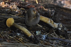 Hygrophoropsis rufa