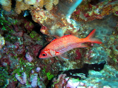 Sargocentron tiere