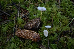 Strobilurus occidentalis