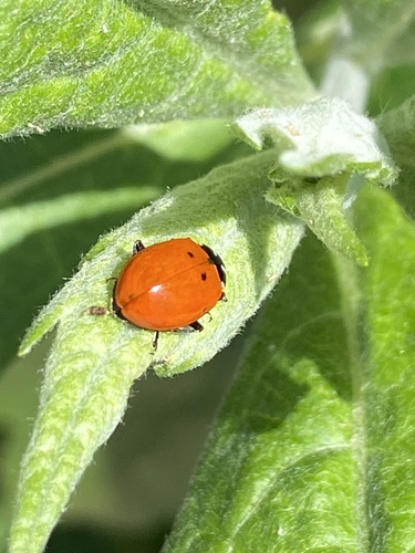 iNaturalist observation photo of Convergent Lady Beetle