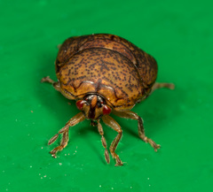 Megacopta laeviventris