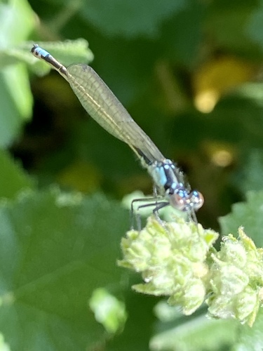 iNaturalist observation photo of Pacific Forktail
