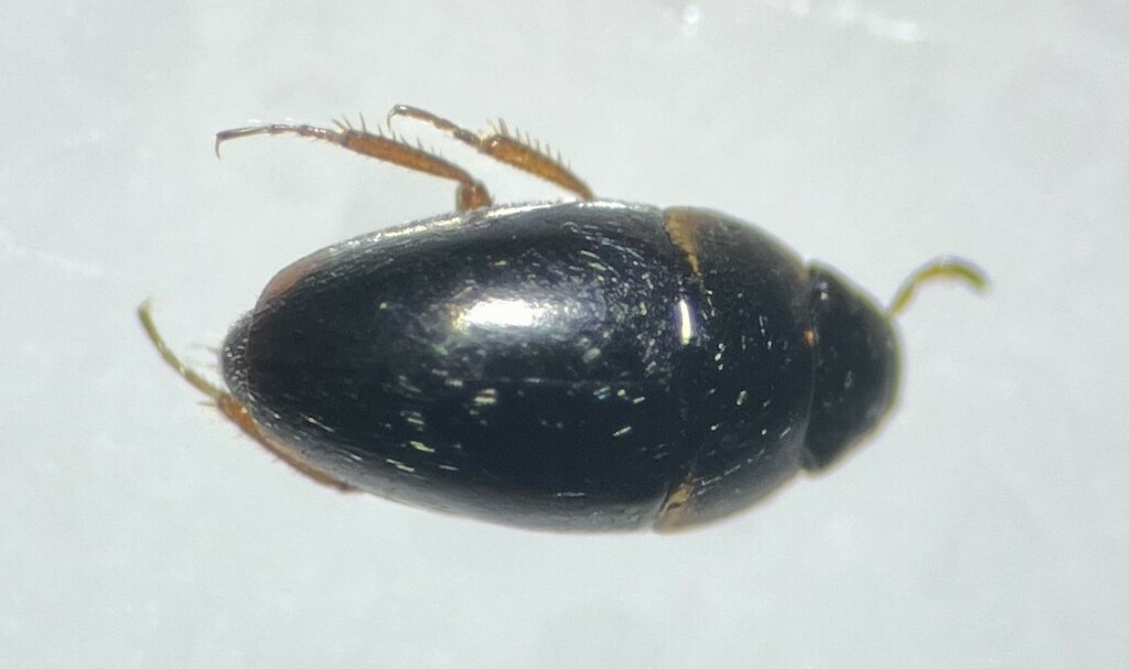 Limnebius texanus