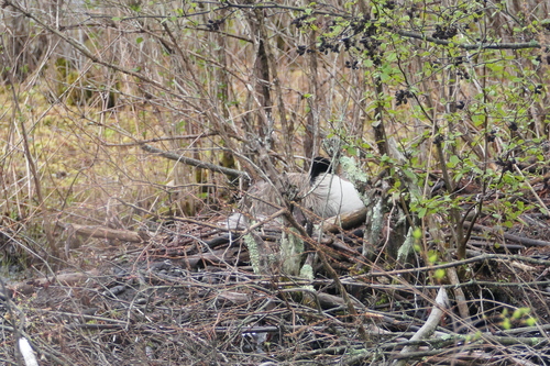Canada Goose photographed in Connecticut