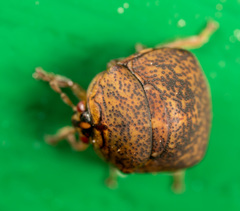 Megacopta laeviventris