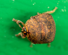 Megacopta laeviventris