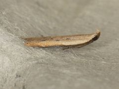 Mesophleps adustipennis