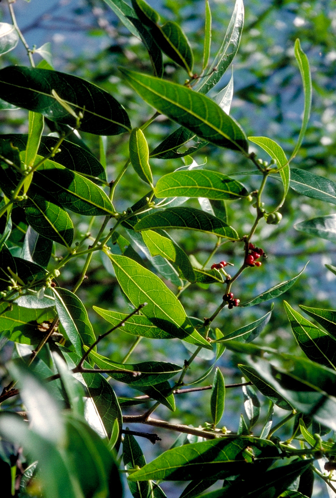 Glochidion marchionicum
