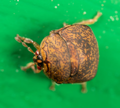 Megacopta laeviventris