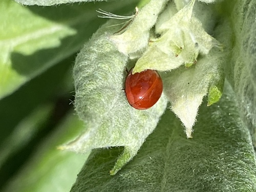 iNaturalist observation photo of Spotless Lady Beetles