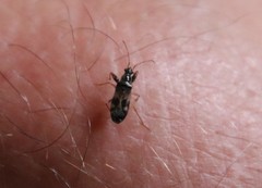 Pseudopamera nitidula