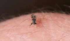 Pseudopamera nitidula