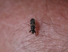 Pseudopamera nitidula