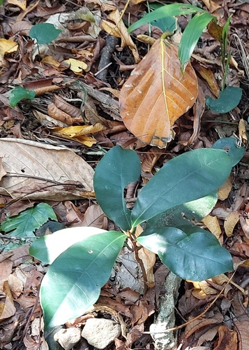 Palaquium formosanum