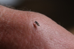 Pseudopamera nitidula